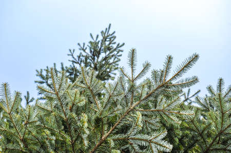 Pine tree with sunlight in Japanの写真素材
