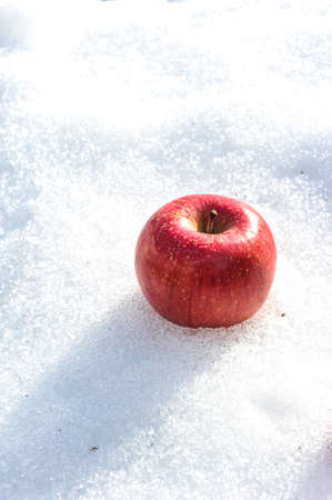Big red apple on snow in winter seasonの写真素材