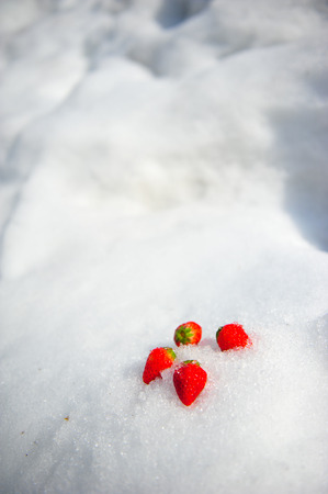 Beautiful fresh strawberries on white of snow in winter seasonの写真素材