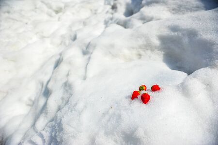 Beautiful fresh strawberries on white of snowdriftの写真素材