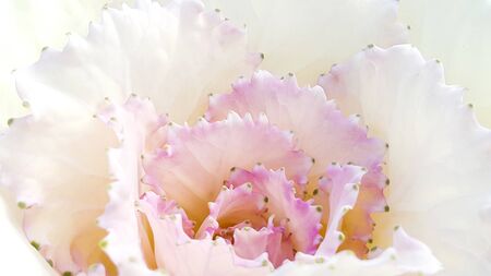 Beautiful white and pink of flower petals patternの写真素材