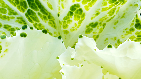 Beautiful white and green of flower petals patternの写真素材