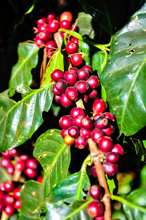 Red coffee beans on sunlight in the morningの写真素材