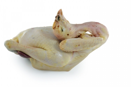 Crude Hen on a white backgroundの写真素材