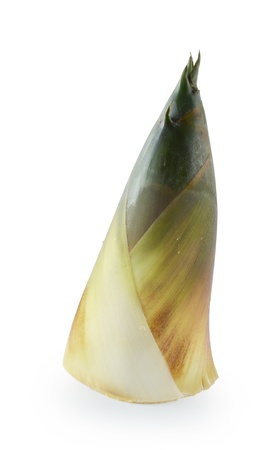 Bamboo shoot on whiteの写真素材