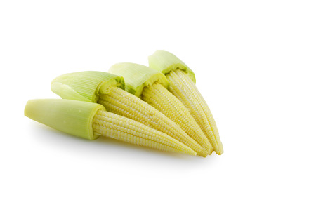 Young small cornの写真素材