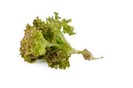 fresh red  lettuce leaves isolated on whiteの写真素材