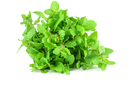 Mint isolated on white