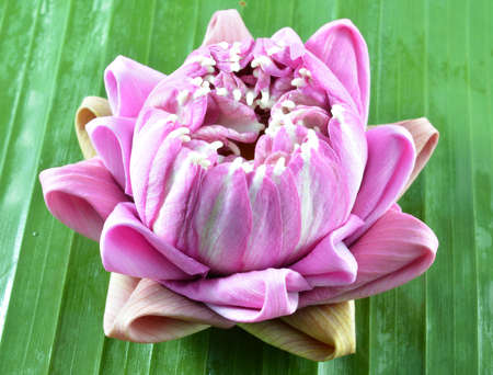lotus flowers
