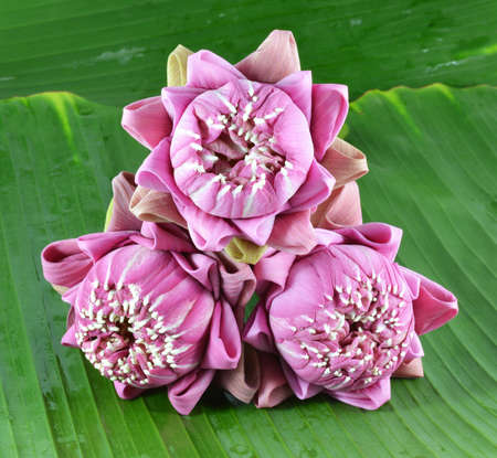 lotus flowersの写真素材