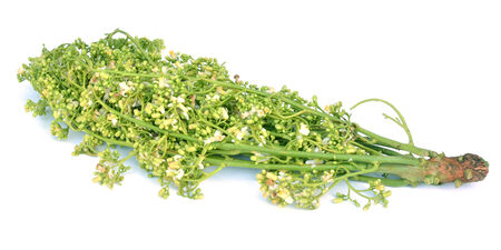 Siamese neem tree, Nim, Margosa, Quinine (Azadirachta indica A. Juss. Var. Siamensis Valeton)の写真素材