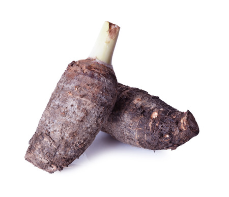 Taro rootの写真素材