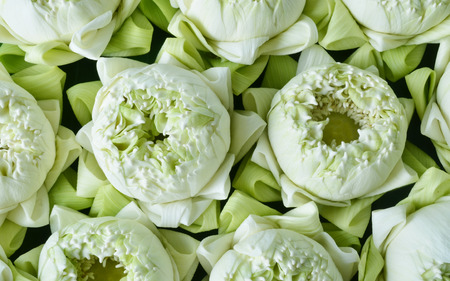 Lotus buds Lotus flower and Lotus flower plants.の写真素材