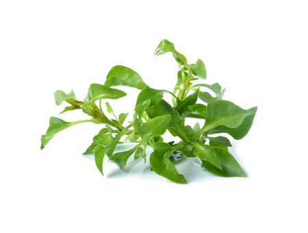 Watercress  on white background
