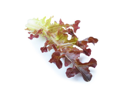 fresh red  lettuce leaves isolated on whiteの写真素材