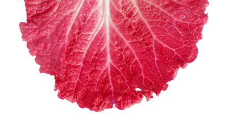 Fresh Lettuce / one leaf isolated on white backgroundの写真素材