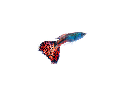 guppy pet fish swimming isolatedの写真素材