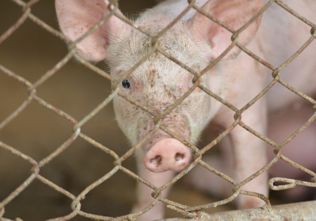 Pig baby pigletの写真素材