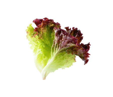 lettuce on white backgroundの写真素材
