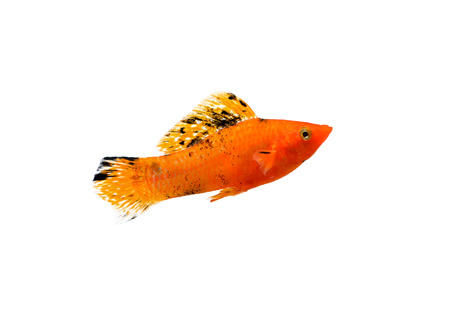 gold fish isolated on white