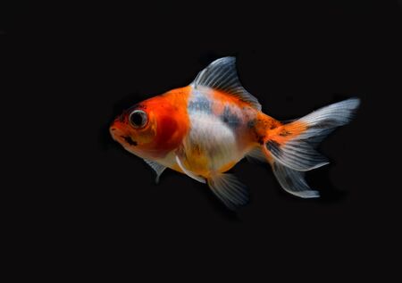 gold fish isolated on blackの写真素材