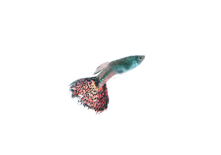 guppy pet fish swimming isolatedの写真素材
