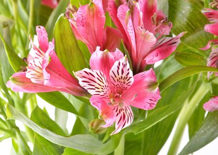 pink flowersの写真素材
