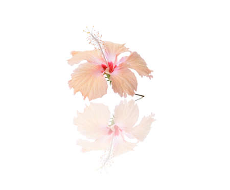 flower isolated on white backgroundの写真素材