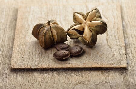 mountain peanut or Inca-peanut. It is native to much of tropical South America.の写真素材