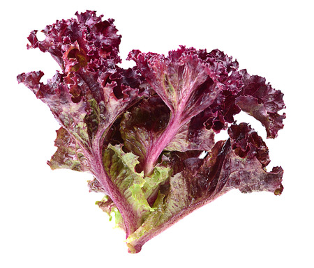 fresh  lettuce leaves isolated on whiteの写真素材