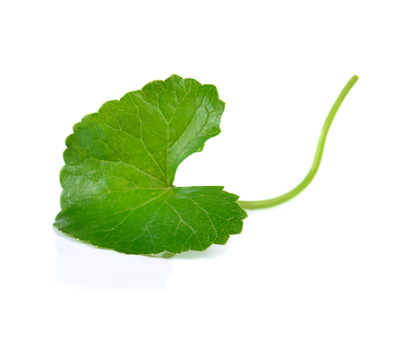 Centella asiatica isolated on white backgroundの写真素材