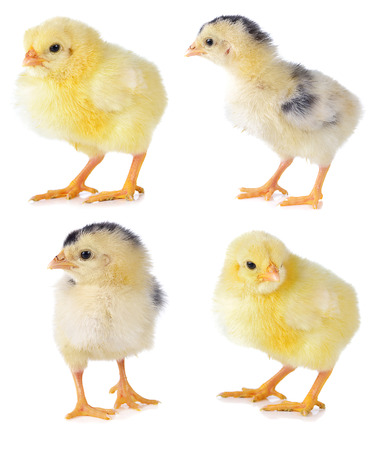 little chicken isolated on the whiteの写真素材