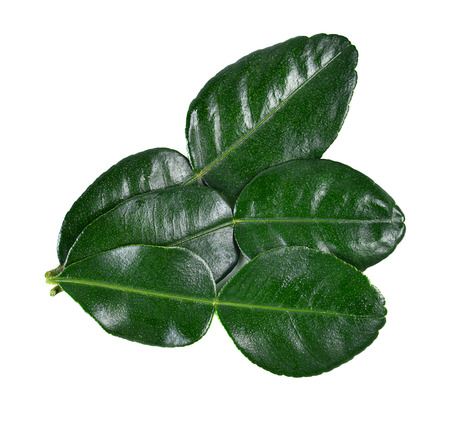 Bergamot leaf on white background.の写真素材