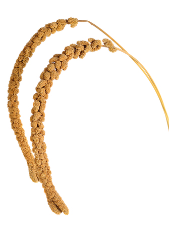 Millet ,bird food on white backgroundの写真素材