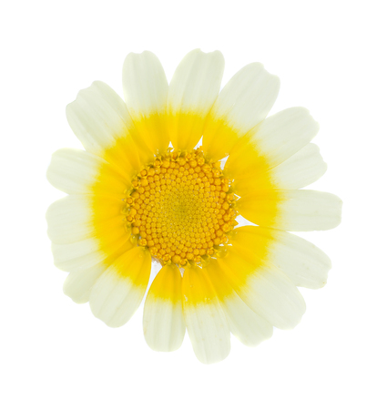 White flower  isolate on white backgroundの写真素材