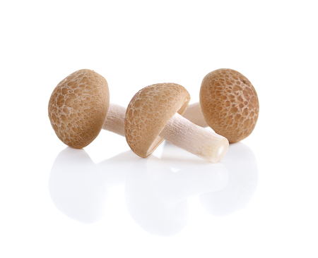 Brown beech mushrooms, Shimeji mushroom, Edible mushroom isolated on white backgroundの写真素材