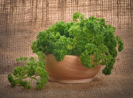 parsley isolated on a background