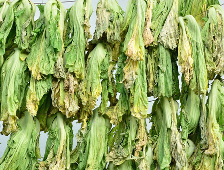  Drying cabbage a Tradiontal food called preserved  under the sun light