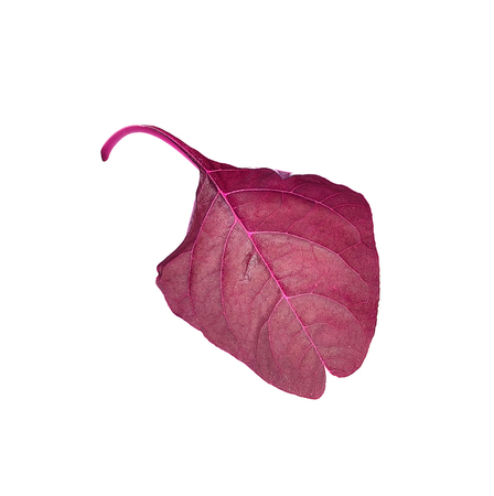 Fresh red amaranth or red spinach over white background