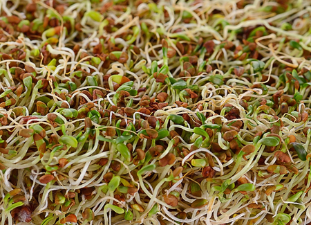 Fresh sprouts background, close upの写真素材