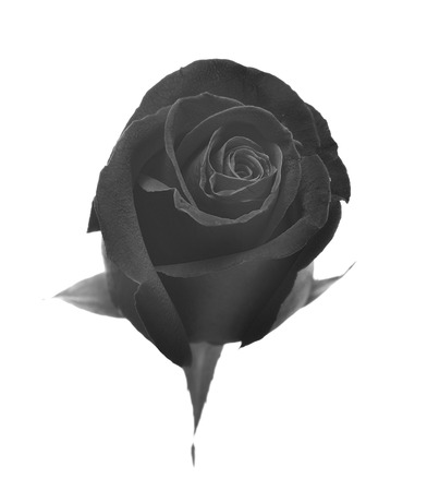 Black rose  isolated on a white background.の写真素材