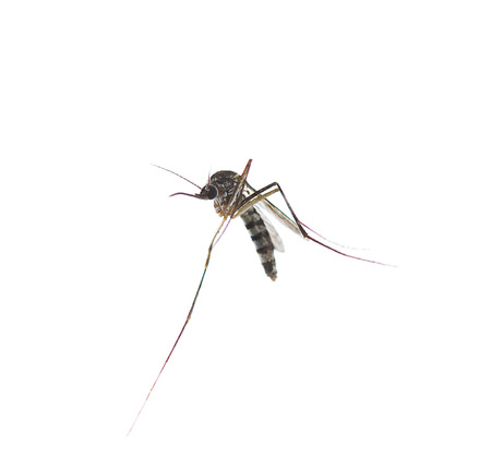 A close-up or macro of a Mosquito on a white backgroundの写真素材