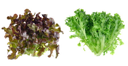 fresh  lettuce leaves isolated on whiteの写真素材