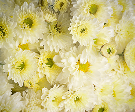 Closeup white chamomiles for backgroundの写真素材