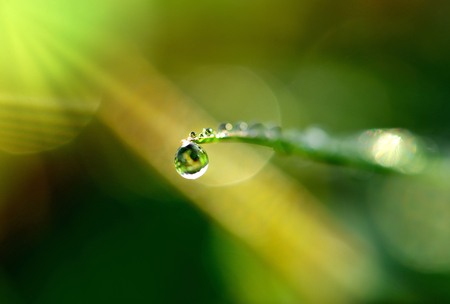 Dew on the grass on background.の写真素材