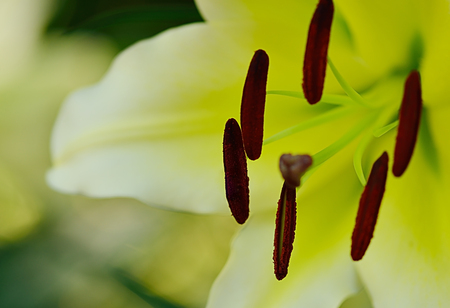 Colorful of lilly flower in garden.の写真素材