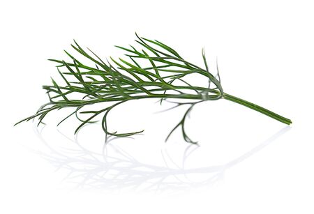 Dill leaf isolated on white background.の写真素材