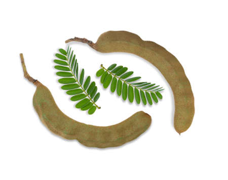 Tamarind fruit top view on white background.の写真素材