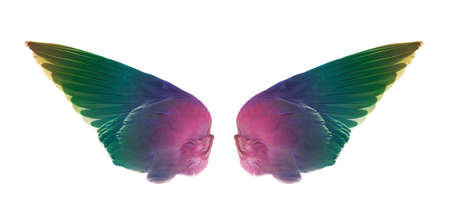 wings isolated on white background.