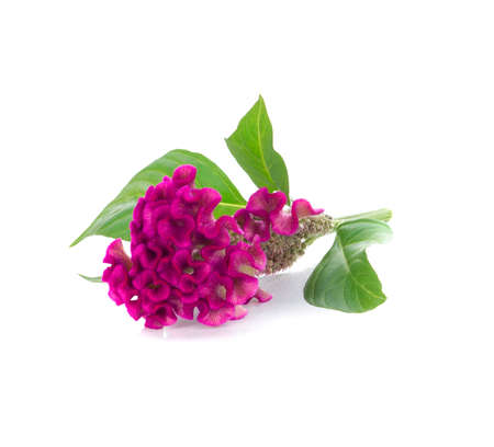 Cockscomb flower isolated on whiteの写真素材